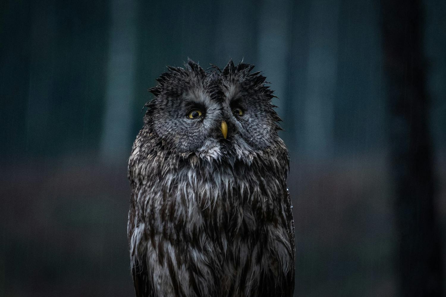 Ylväs pöllö Pöllö